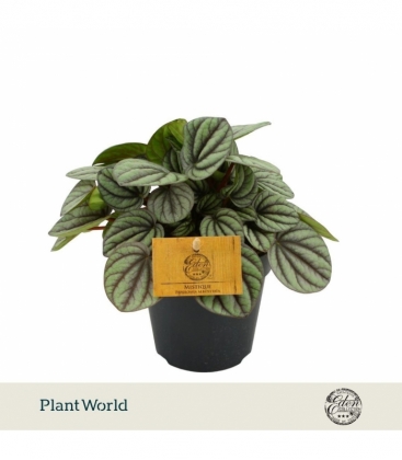 Peperomia