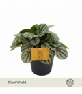 Peperomia