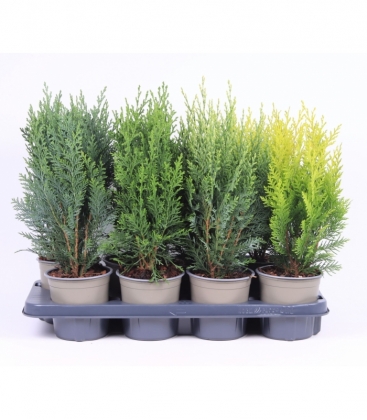 conifers