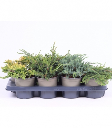 conifers