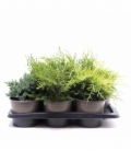 conifers