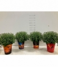 Chrysanthemum