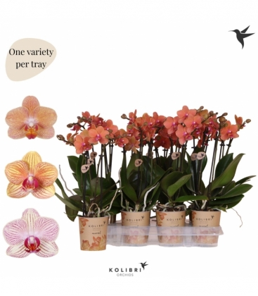 Phalaenopsis