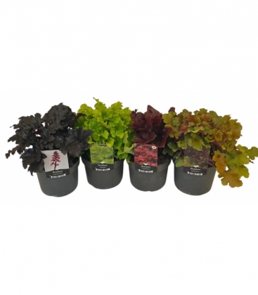 Heuchera
