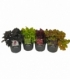 Heuchera