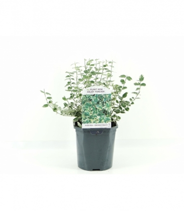 Euonymus