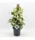 Epipremnum