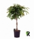 Ficus