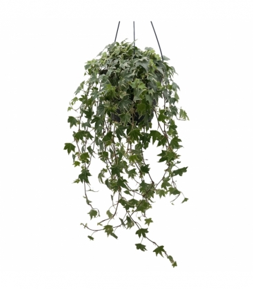Hedera