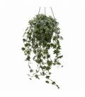 Hedera