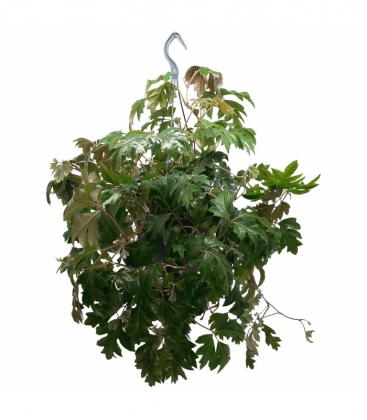 Cissus