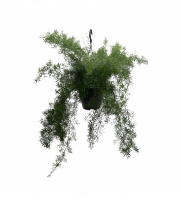 Asparagus