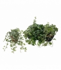 Hedera