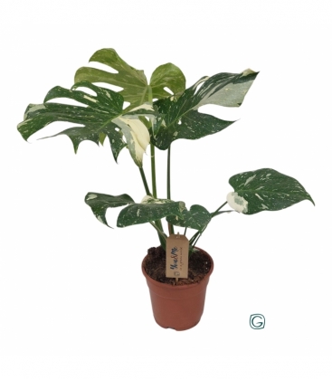Monstera