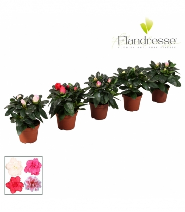 Azalea