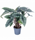 Alocasia