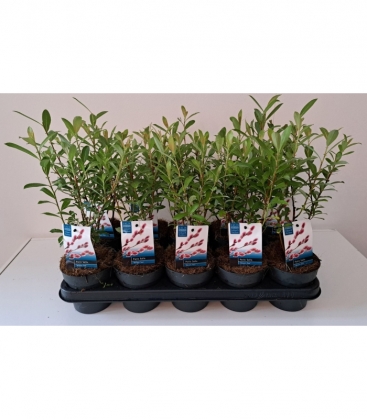 Salix