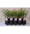 Salix