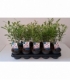 Salix