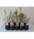 Salix
