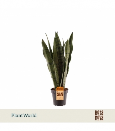 Sansevieria