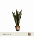 Sansevieria