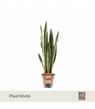 Sansevieria