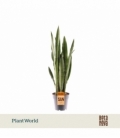 Sansevieria