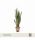 Sansevieria