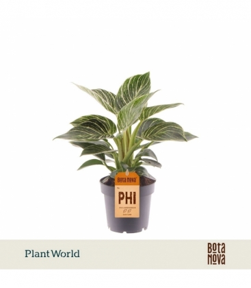 Philodendron