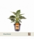Philodendron