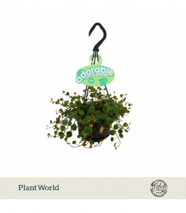 Peperomia