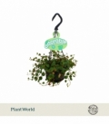 Peperomia
