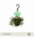 Peperomia