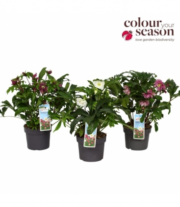 Helleborus