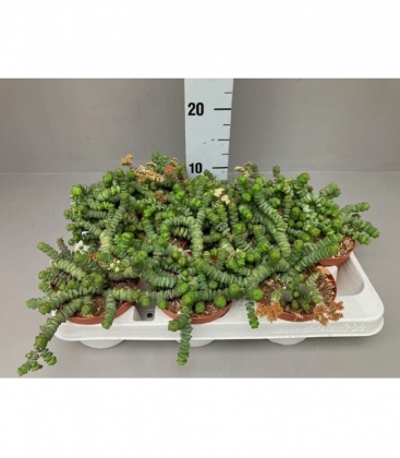 Crassula