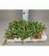 Crassula