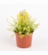 Drosera