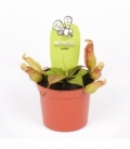 Nepenthes