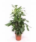 Caryota