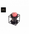 Gymnocalycium