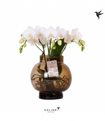 Phalaenopsis
