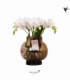 Phalaenopsis
