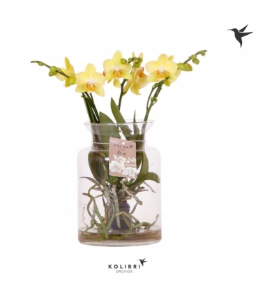 Phalaenopsis
