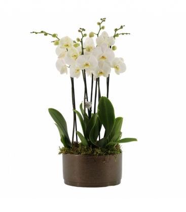 Phalaenopsis