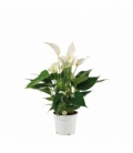 Anthurium