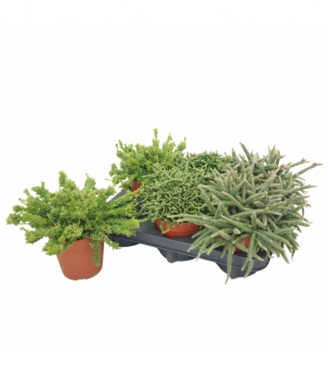 Rhipsalis