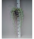 Senecio