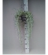 Senecio