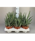 Gasteria